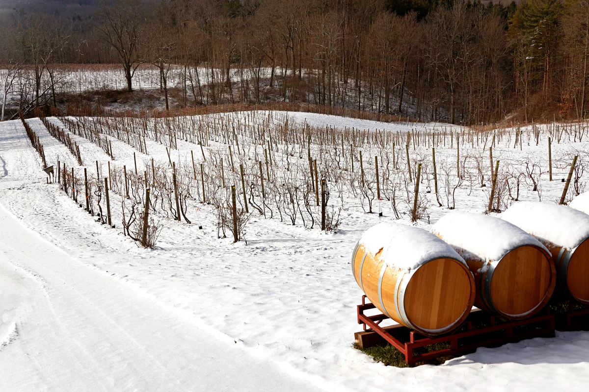 Snow-covered landscape with vines and barrels