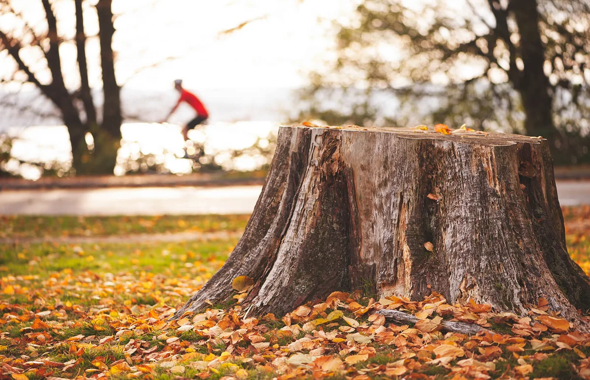 Tree Stump In Forest