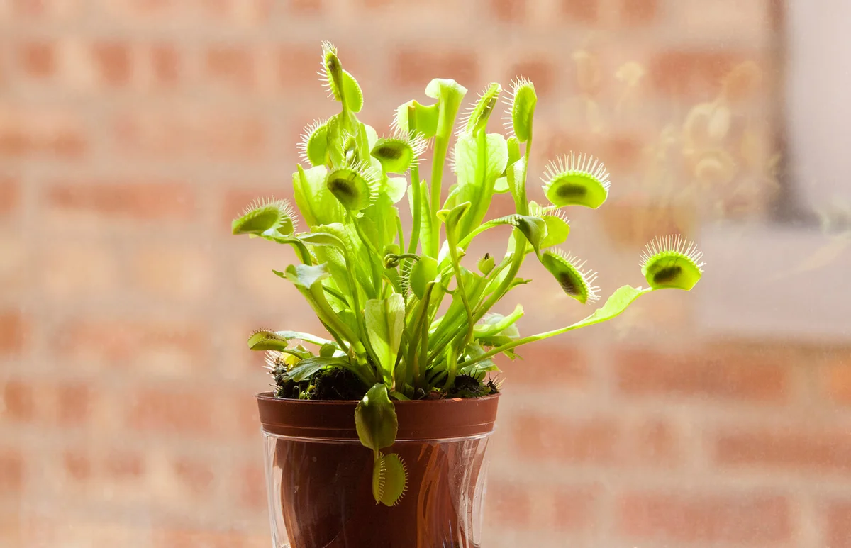 Venus Fly Trap Plant with Many Caught Flies