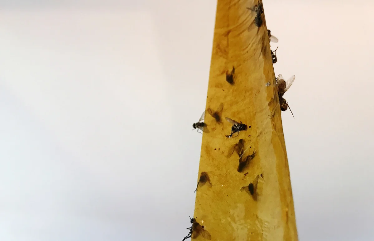 Flypaper With Dead Flies