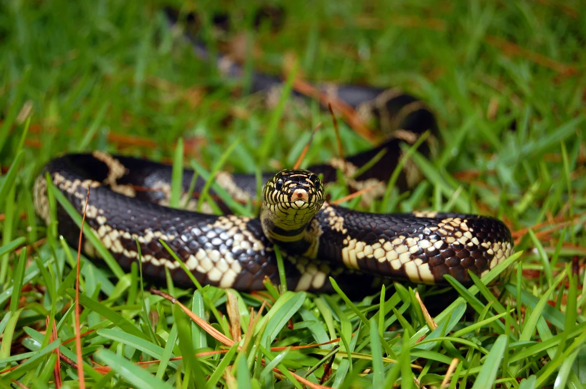 Common kingsnake also known as eartern kingsnake is slithering in grass