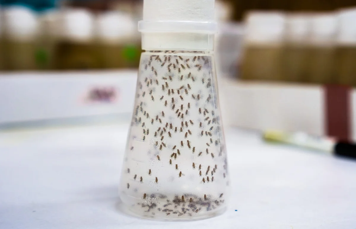 Vial containing Fruit Flies