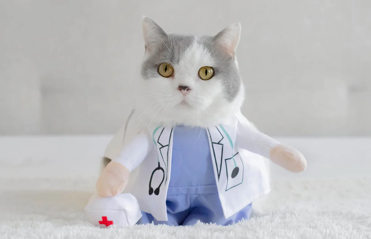 British shorthair cat dressed as a doctor