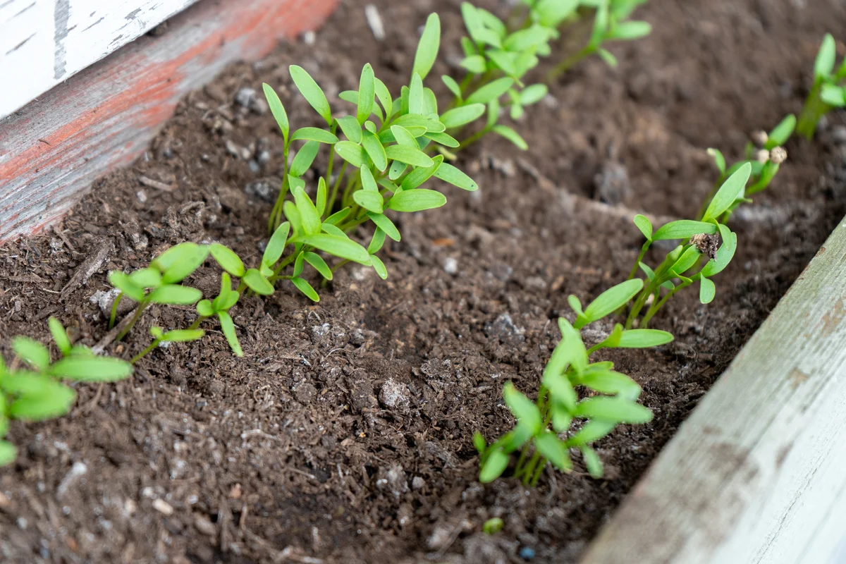 cilantro (coriander) seedlings