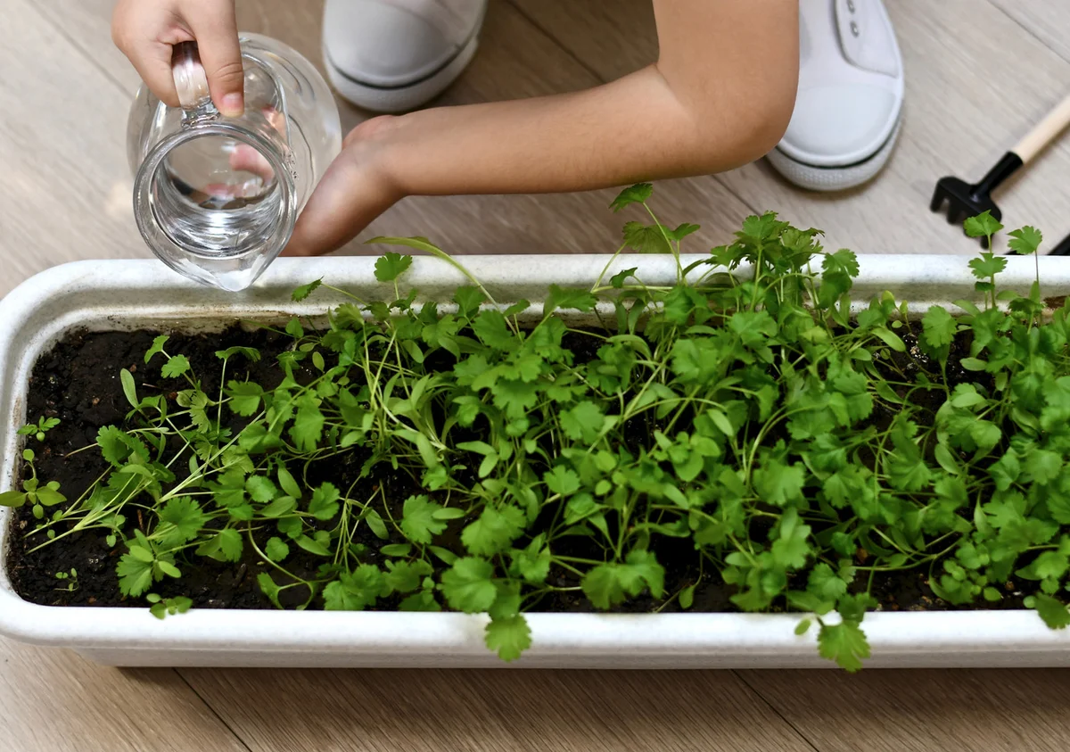 Watering cilantro