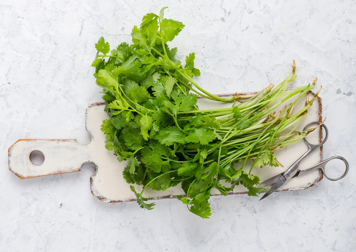 organic cilantro cuttings