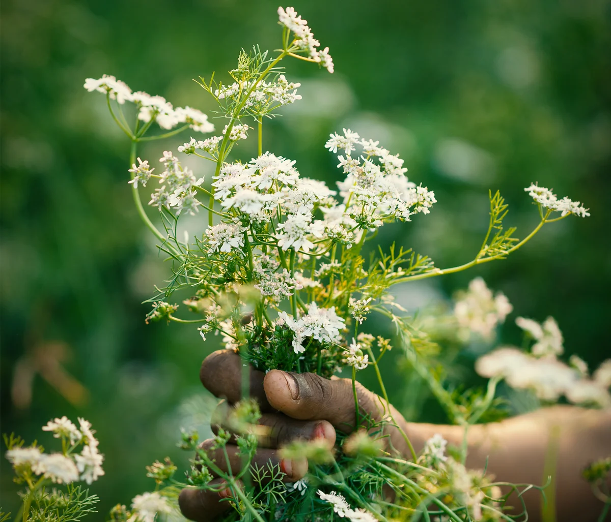flower, fruit and leaves of cilantro plant