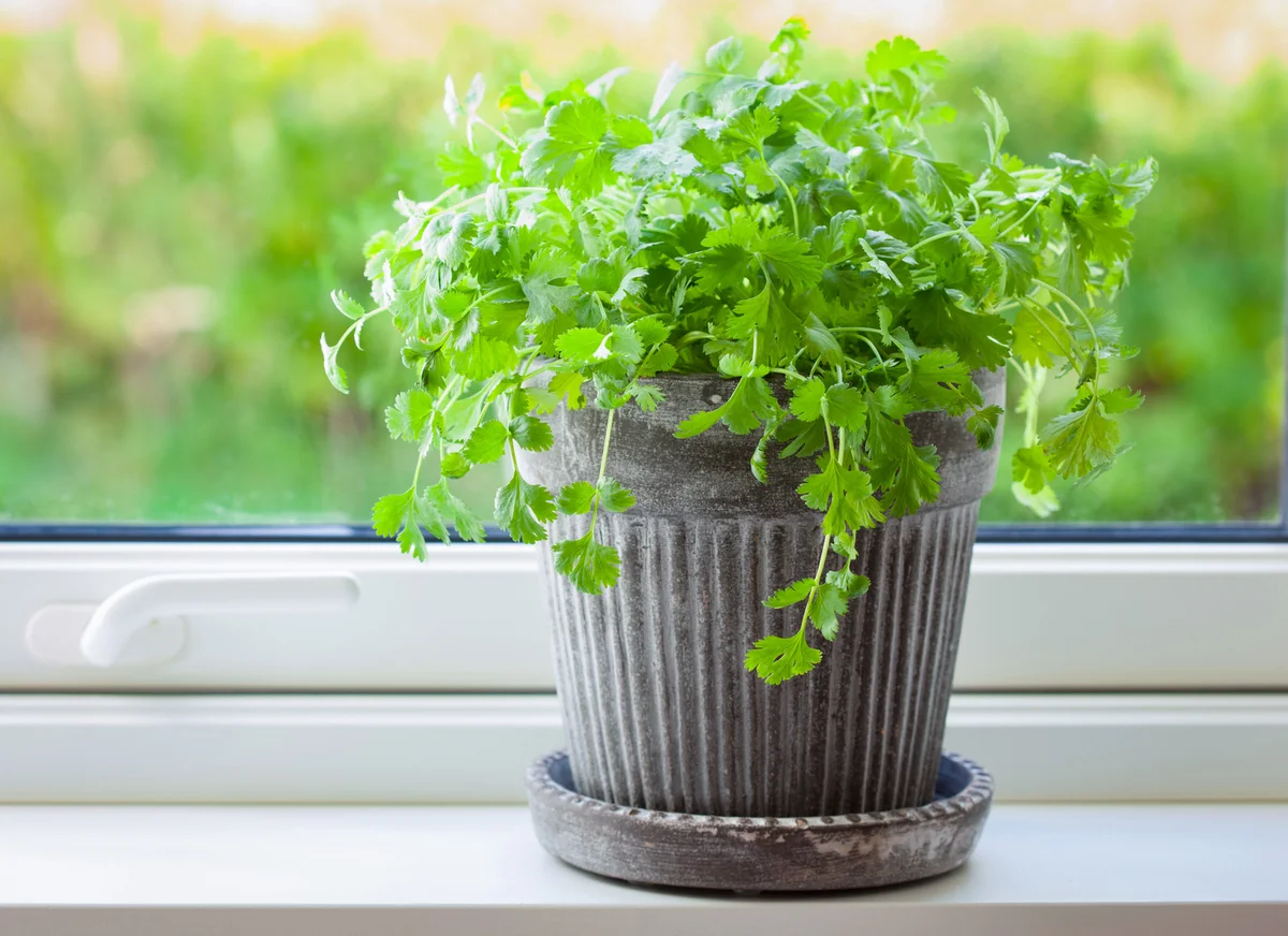 fresh cilantro herb in flowerpot on window sill