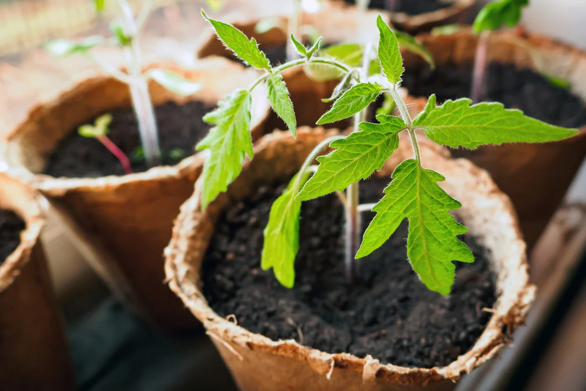 tomato plant in peat pot