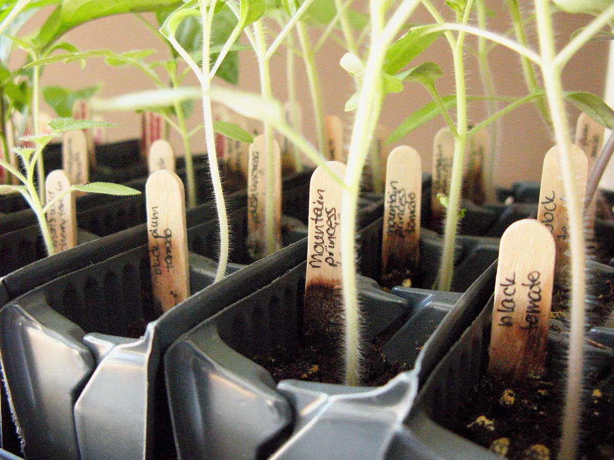 tomato seedlings ready for transplanting