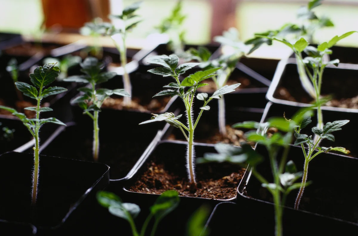 Tomato seedlings close up