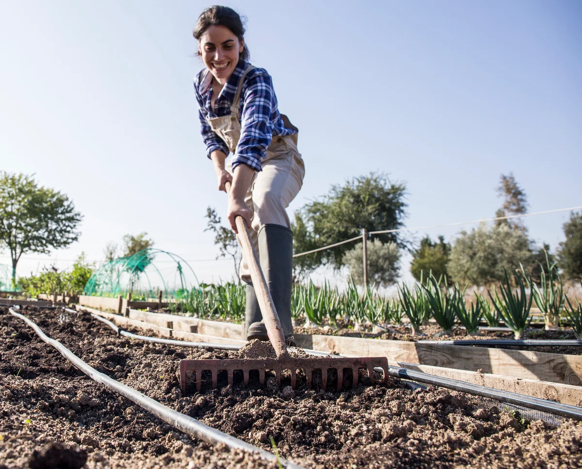 Woman preparing garden for tomatoes