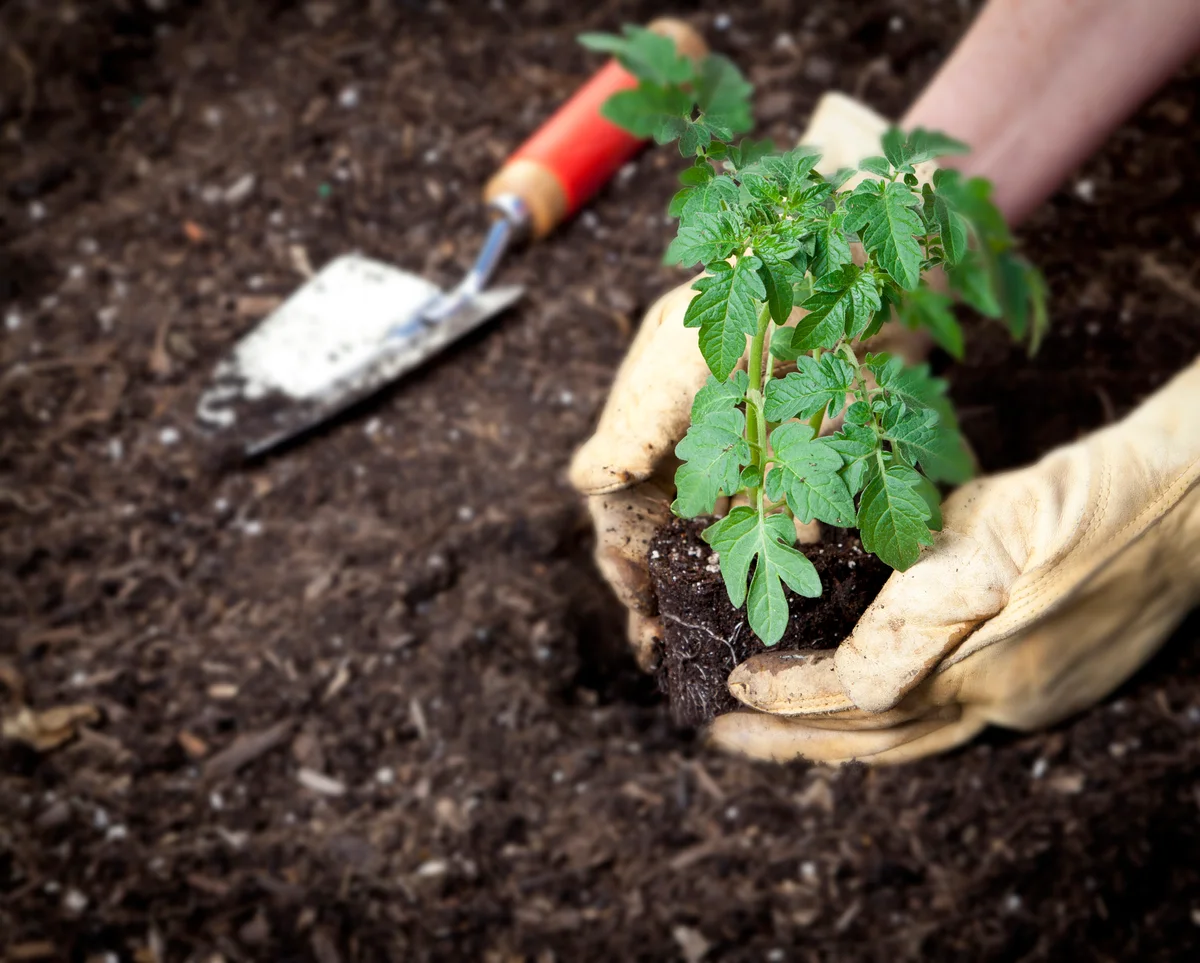 Planting tomato transplant in garden