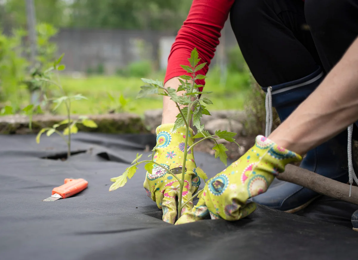 Plastic weed barrier planting tomatoes