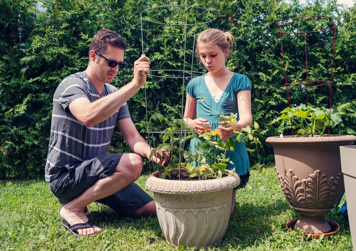 planting tomato plant in a pot