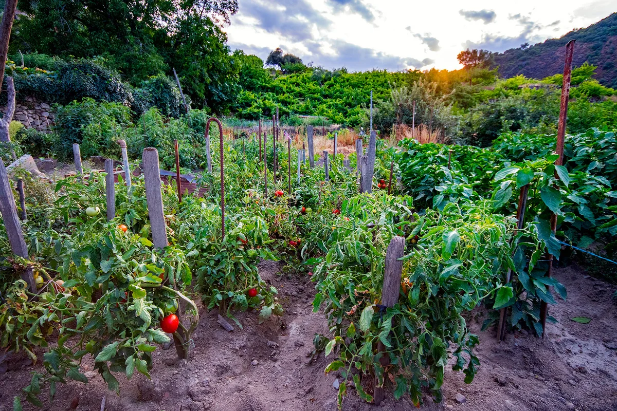 garden soil with vegetable plants