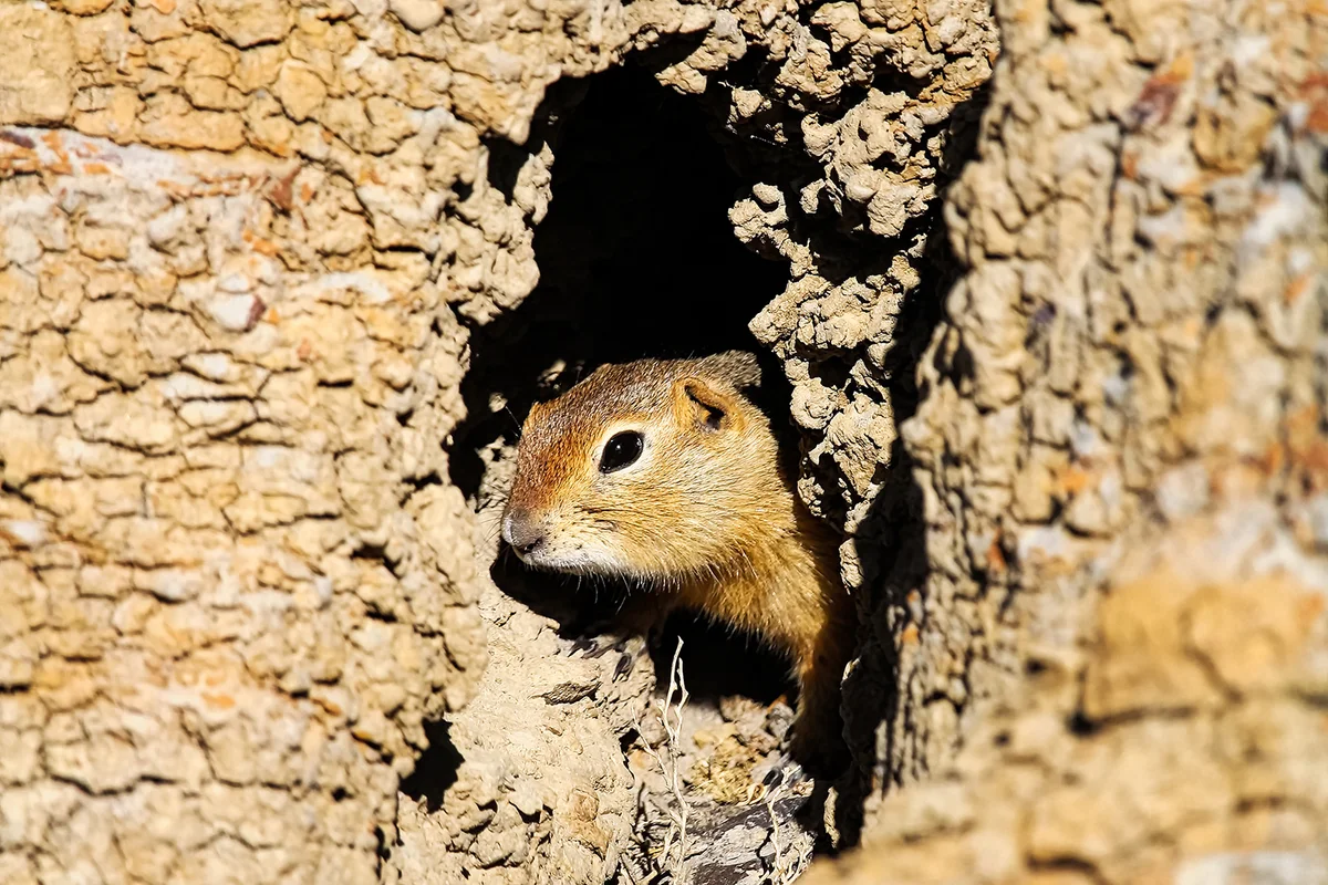 Ground squirrel looks out of it's hole