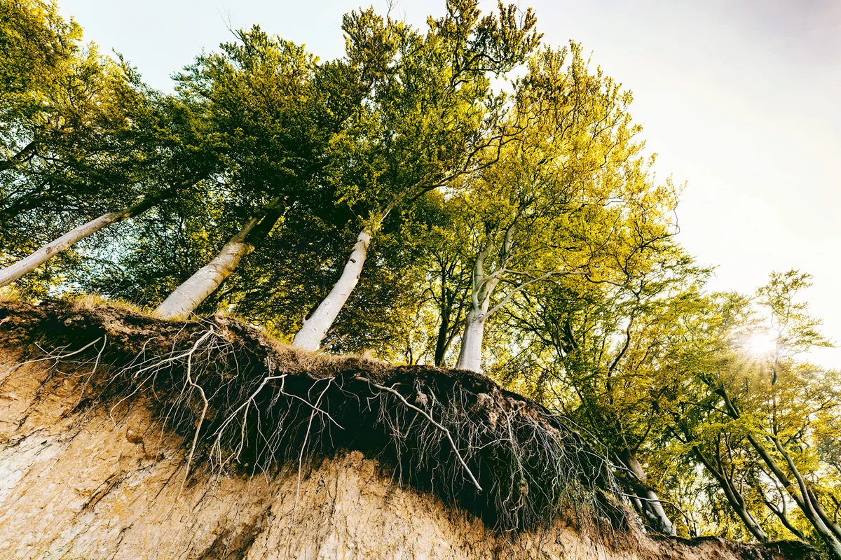 Trees on bank with soil erosion