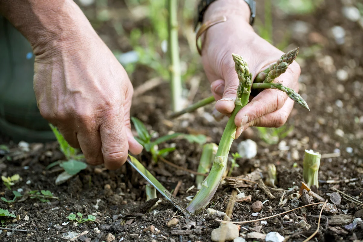 Close up of person picking green asparagus in garden
