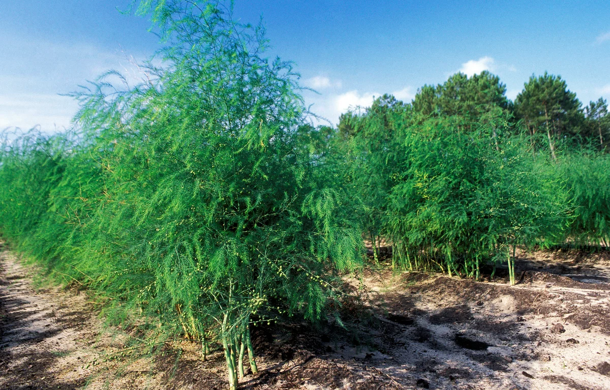 Asparagus field in a clearing, pine forest