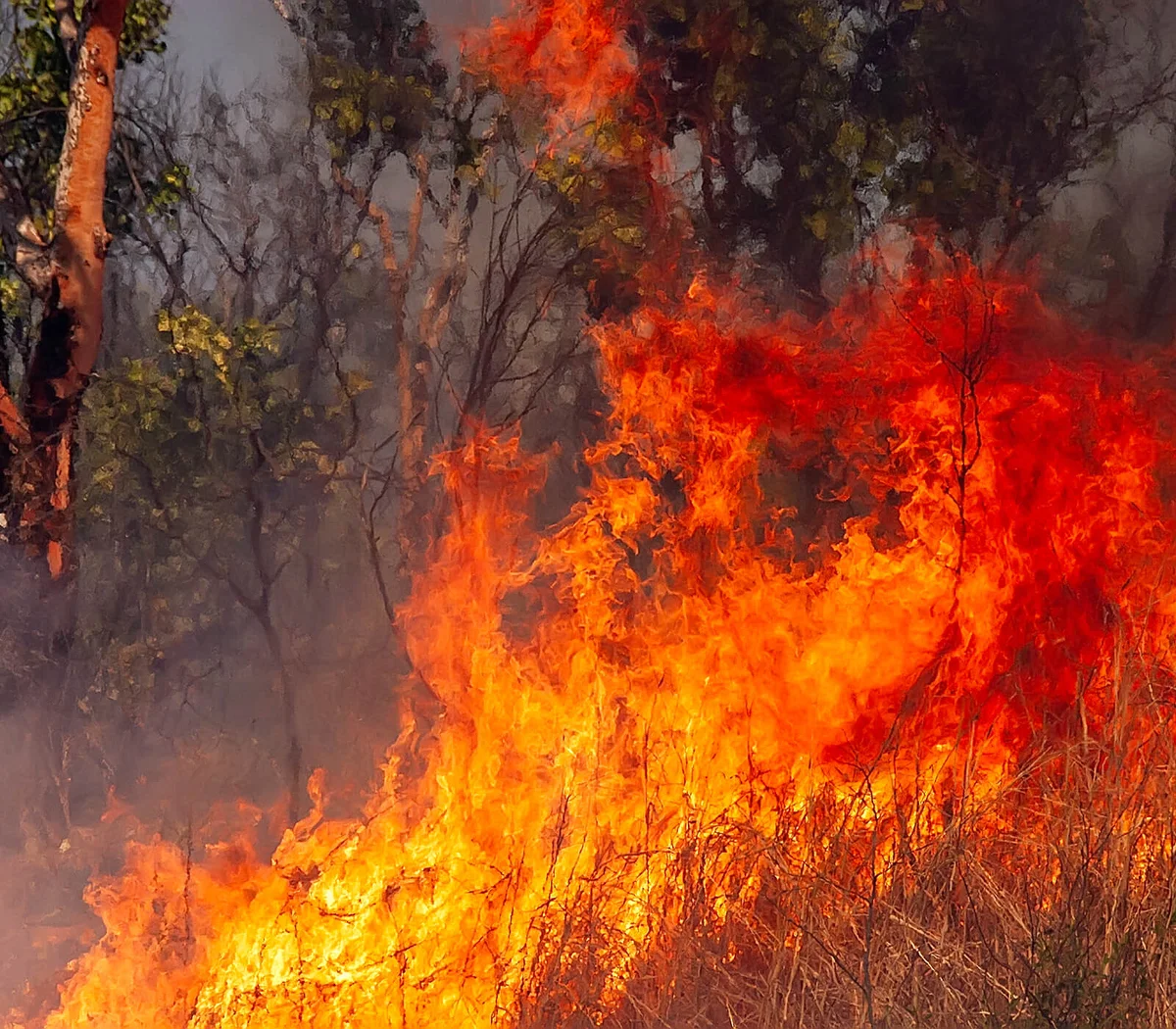 The ravages of fire in the bush