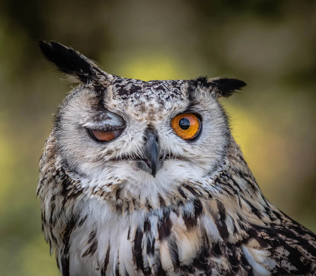 Amusing winking owl