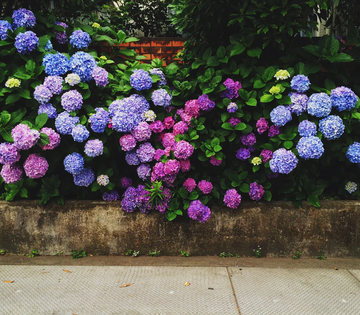 Hydrangeas Blooming In Garden