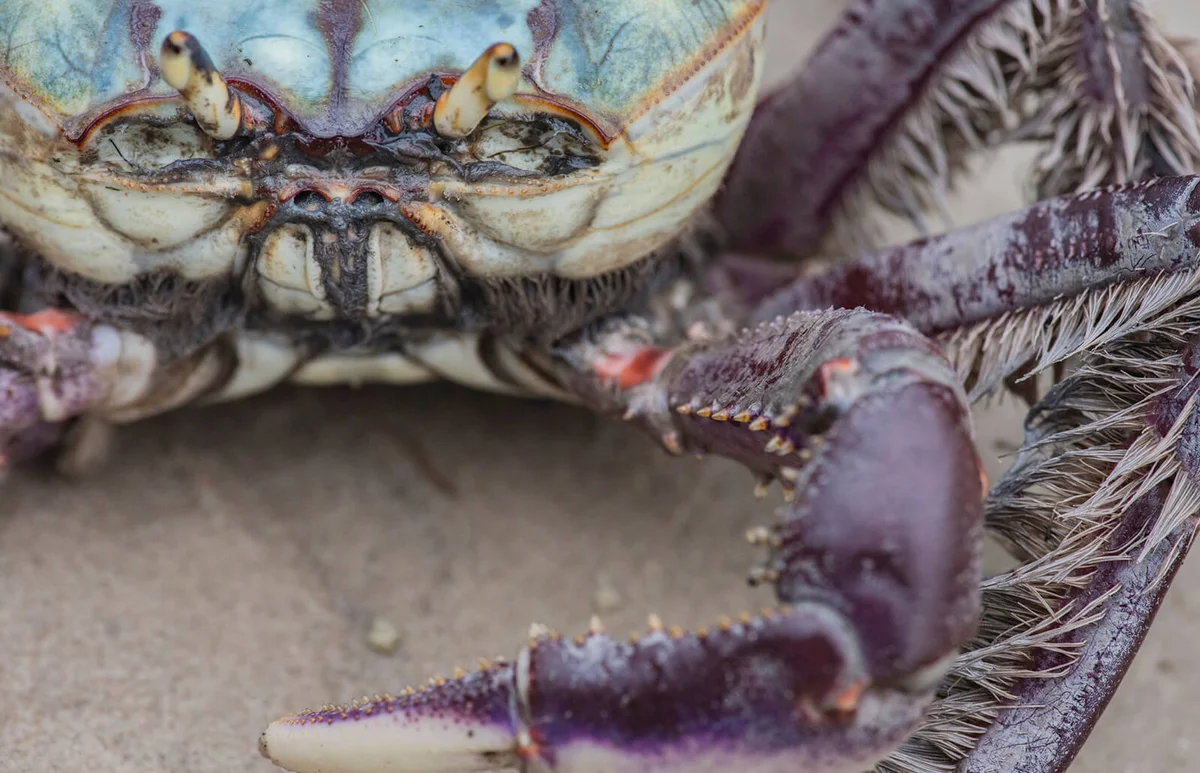 Colorful crab close-up in a mangrove of Superagui island