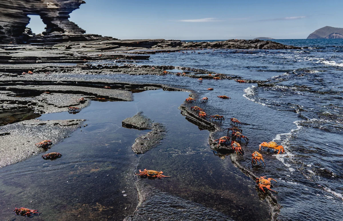 Crabs on Galapagos island