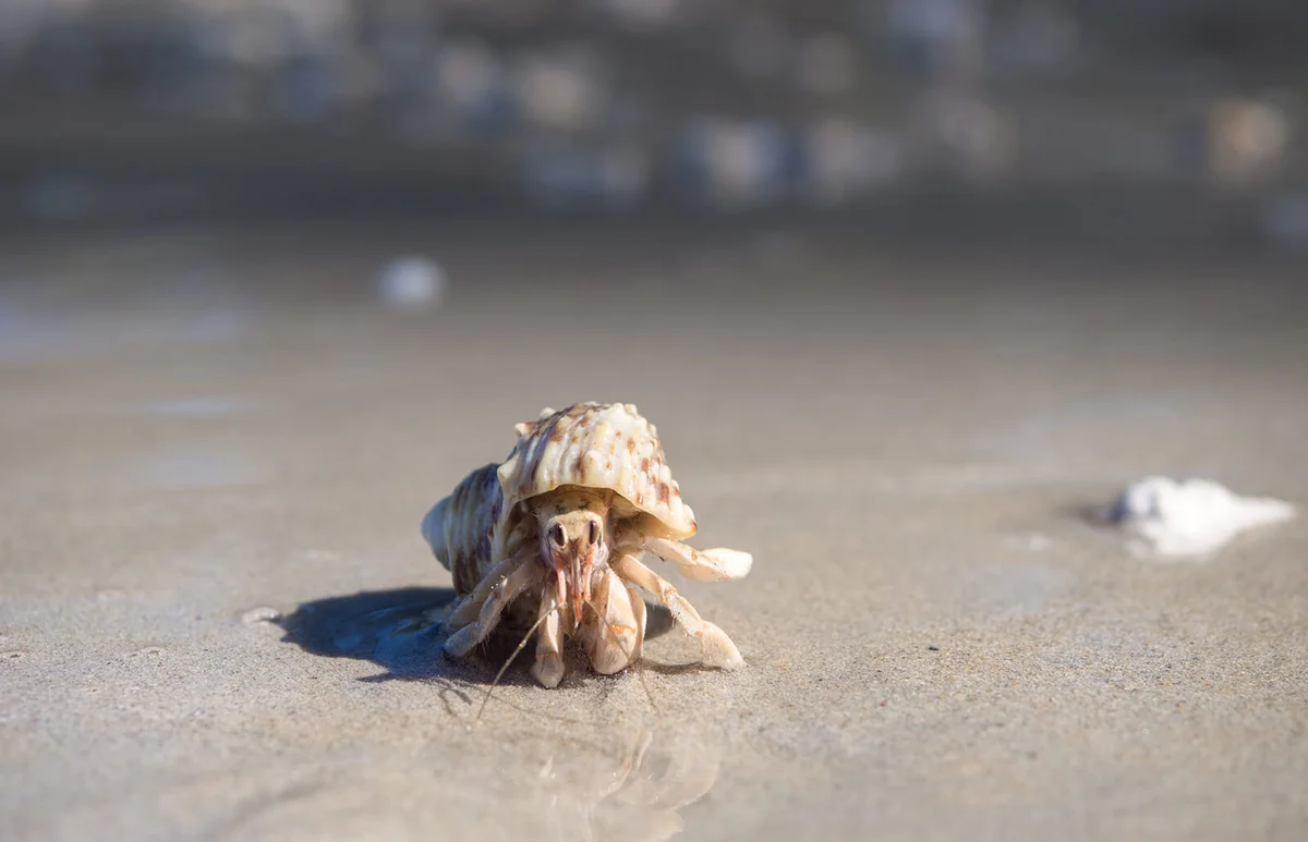 Crab On Sand At Beach