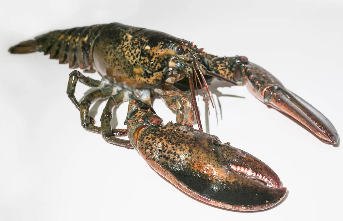 Side View of Living lobster