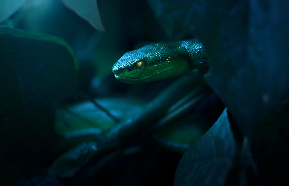 White lipped pit viper