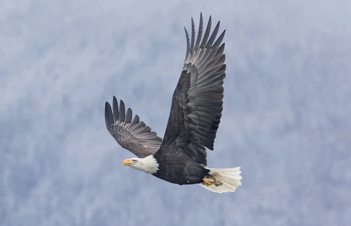 eagle snatches and carries a piece of salmon from the shores of the Chilkat river