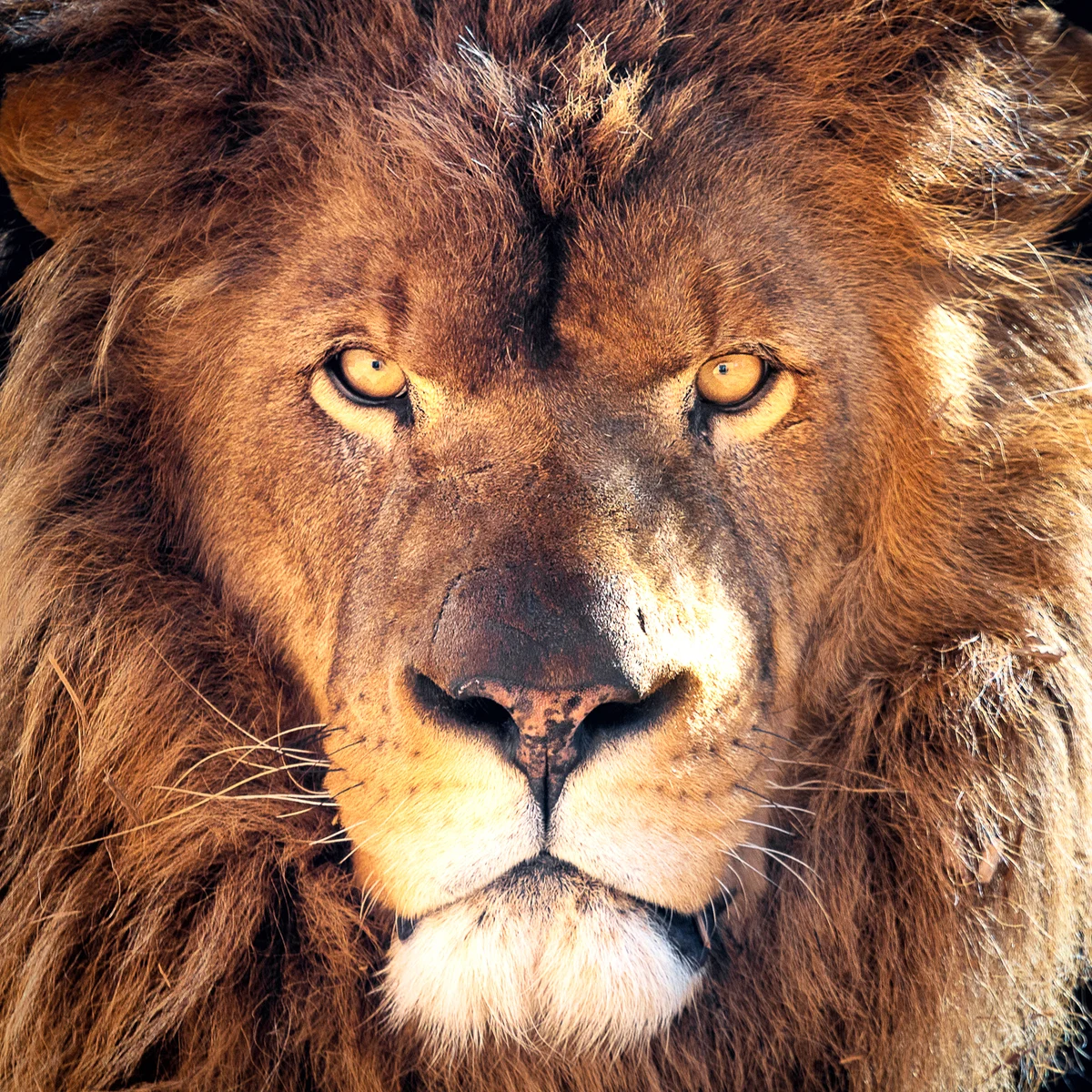 The King