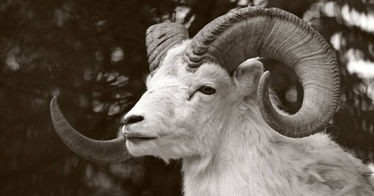 Am Ras Animal Discover Aries: The Ram of the Zodiac