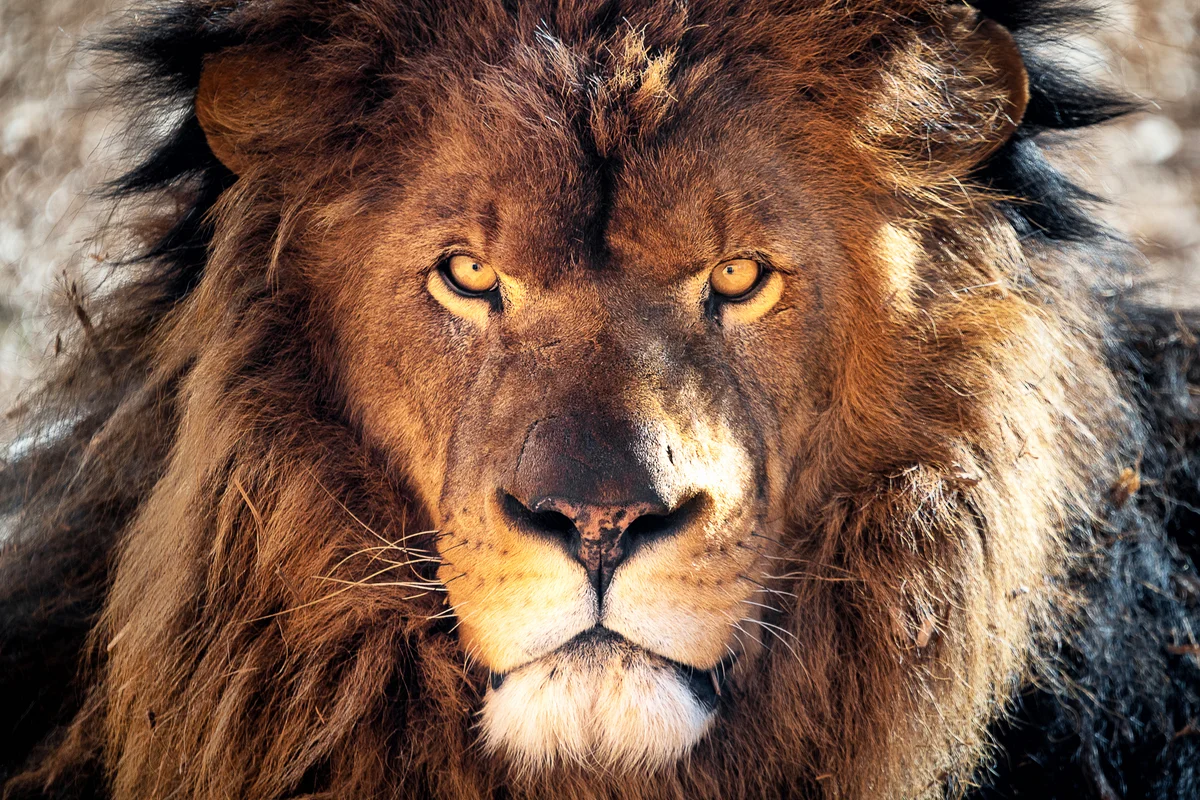 Lion in the wild