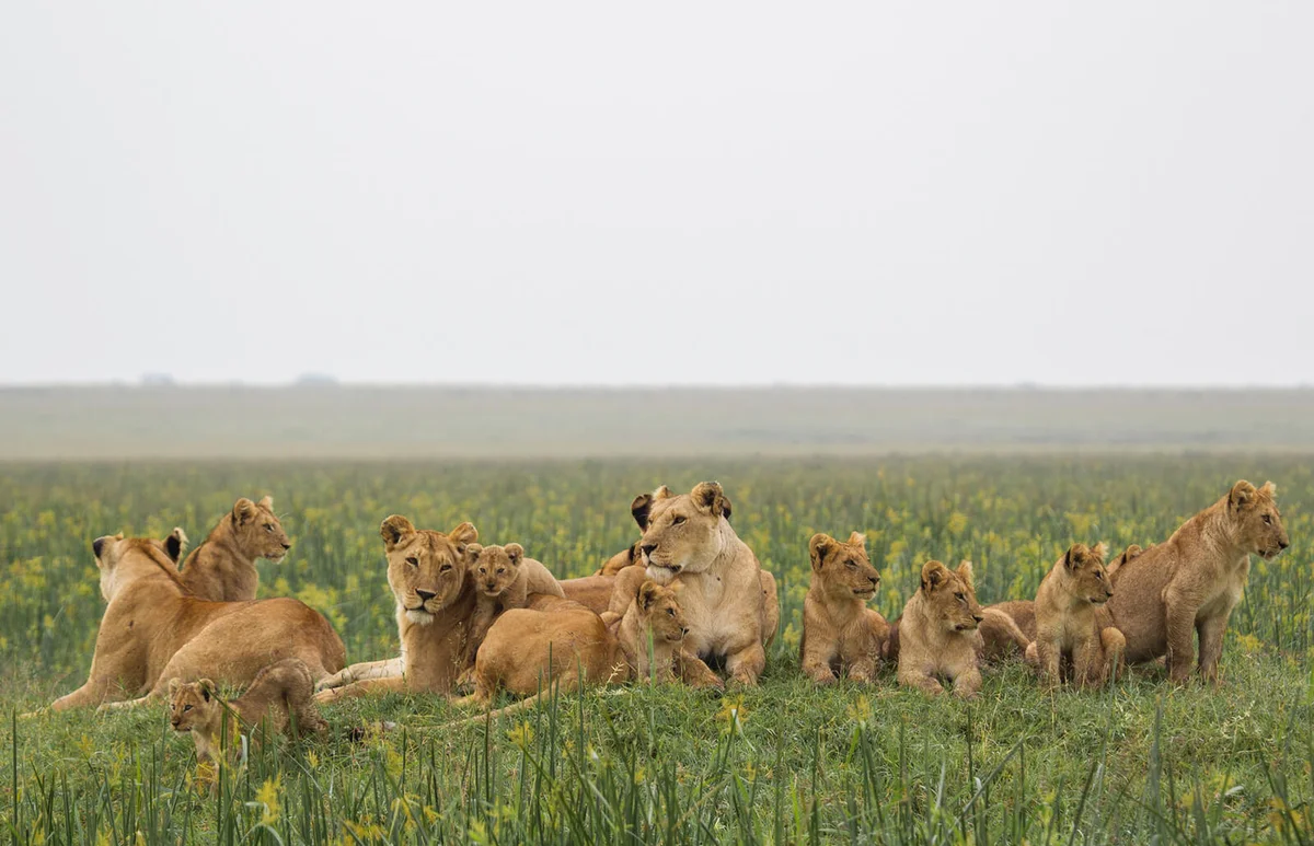 The Marsh Pride of Lions