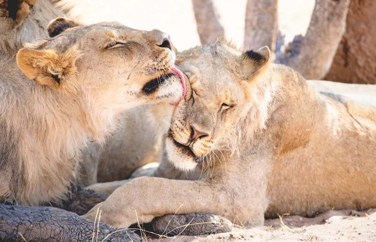 Namibia, Etosha National Park, lioness licking another