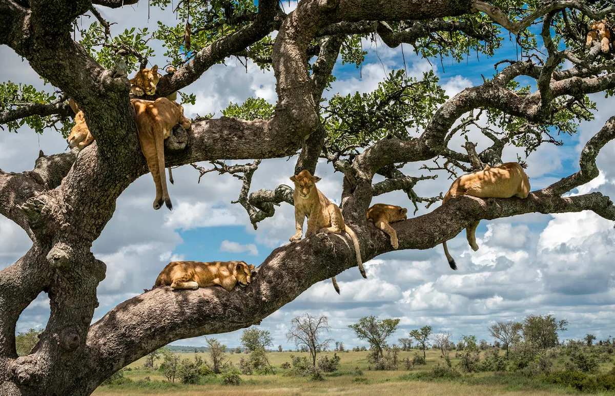 Lioness On Tree Against Cloudy Sky