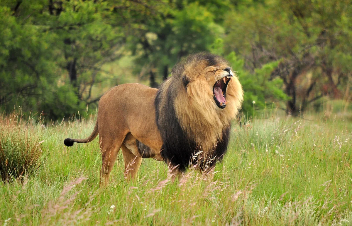 Lion Roaring While Standing On Grass Field
