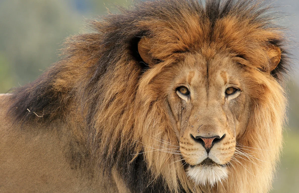 Portrait of a Lion