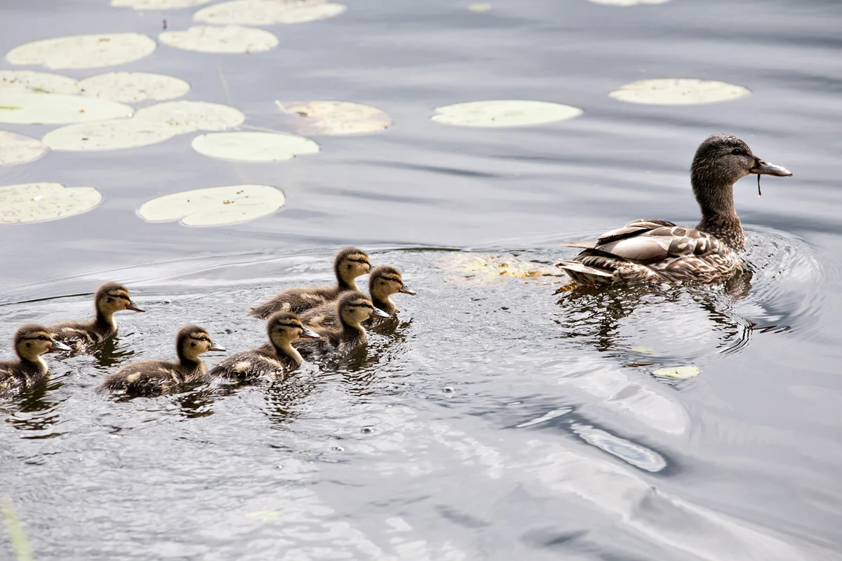 Mother duck and ducklings in water