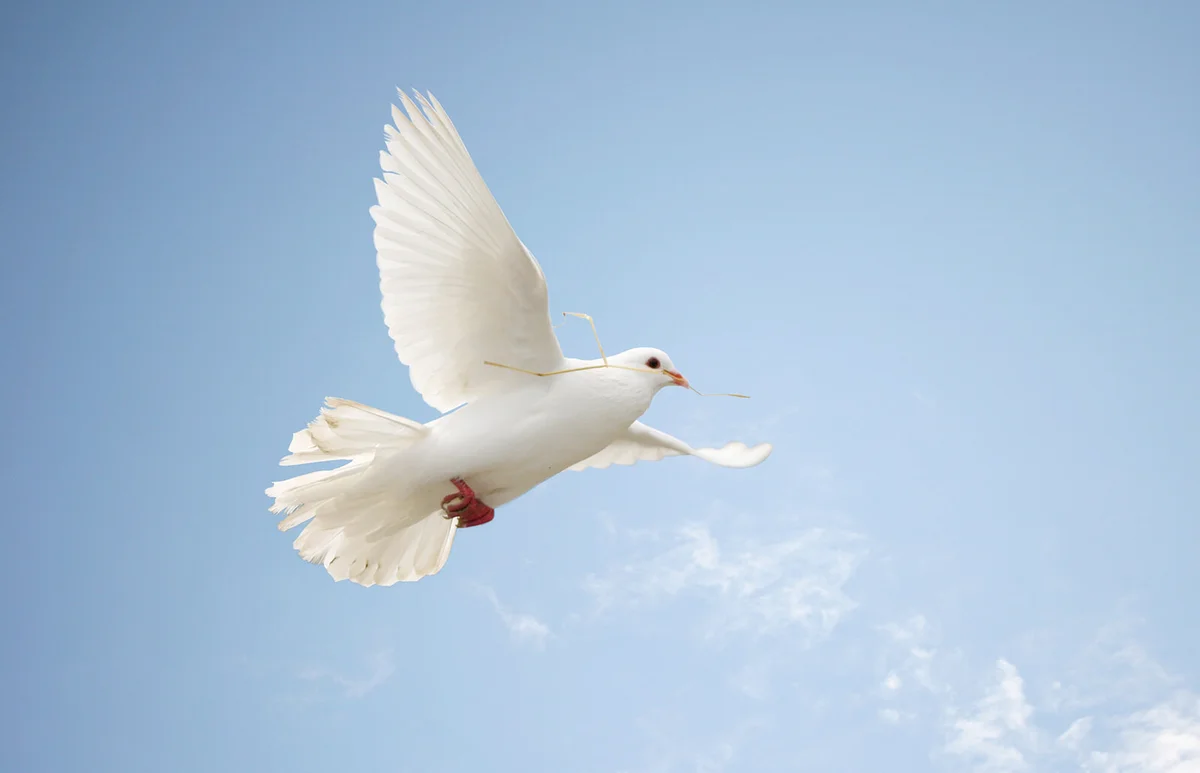 Low Angle View Of Dove Flying Against Clear Sky