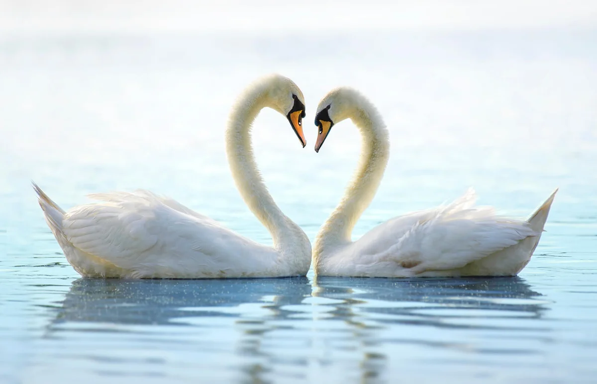 Two Romantic Swans Making a Heart at Babylon Long Island