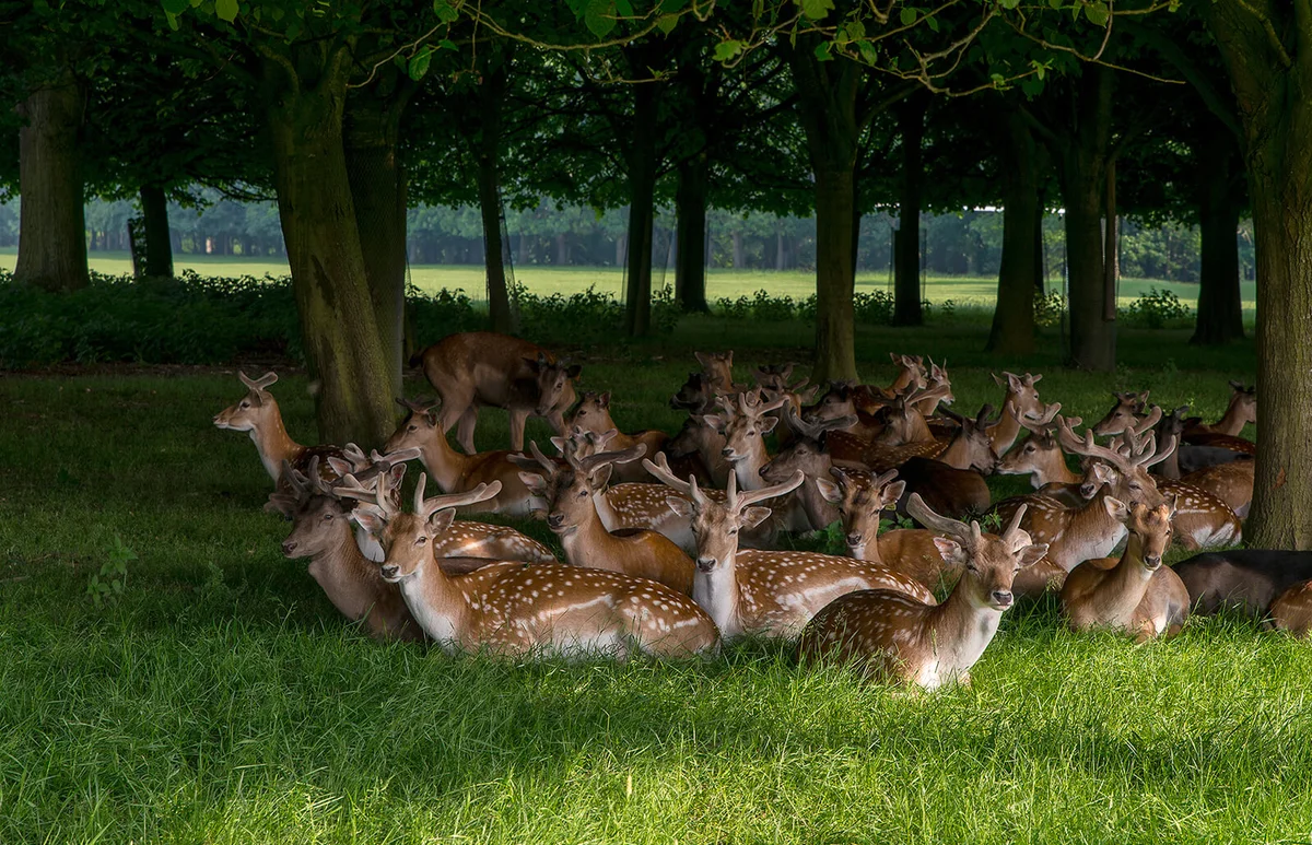 Herd On Deer Resting On Grassy Field