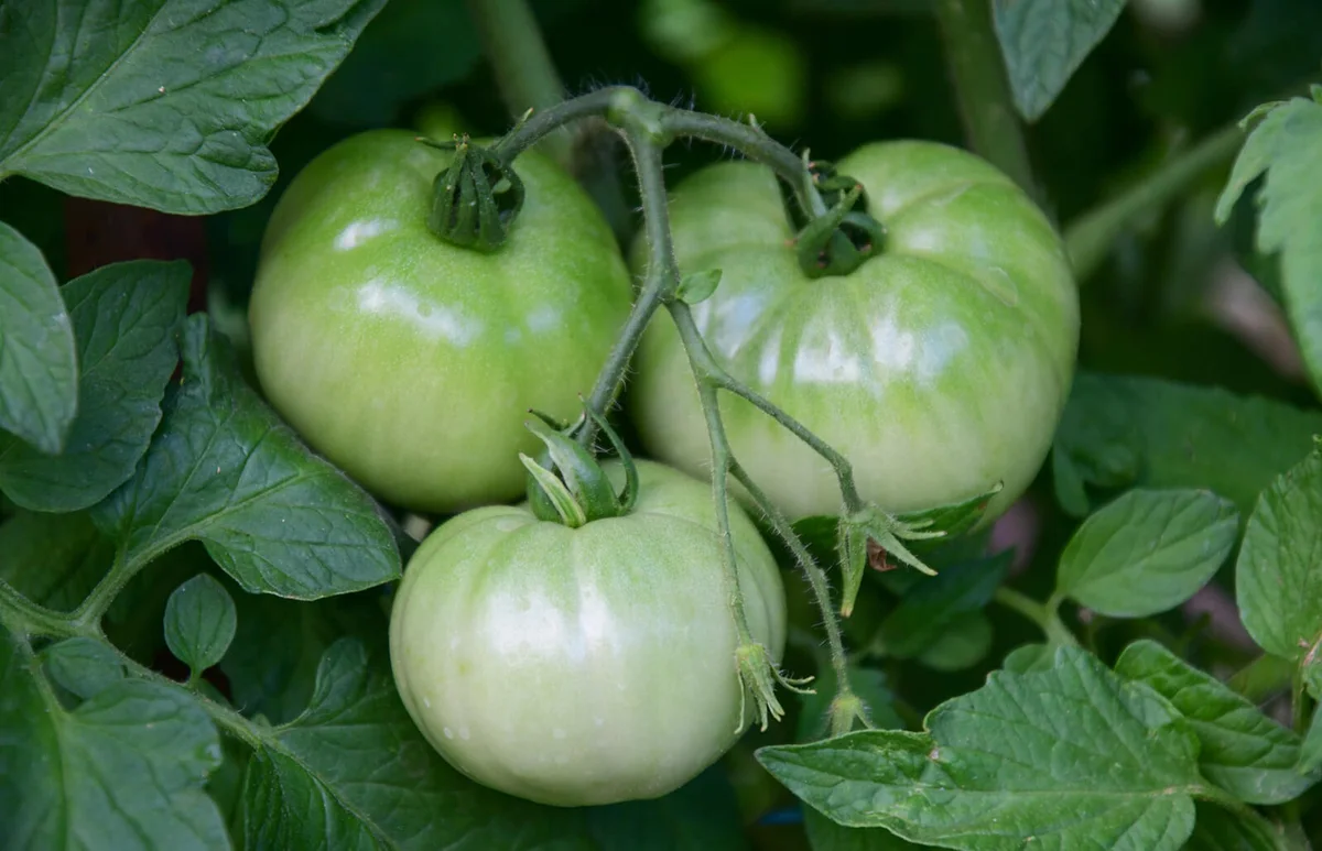 Cluster of green tomatoes hang from vine in the garden