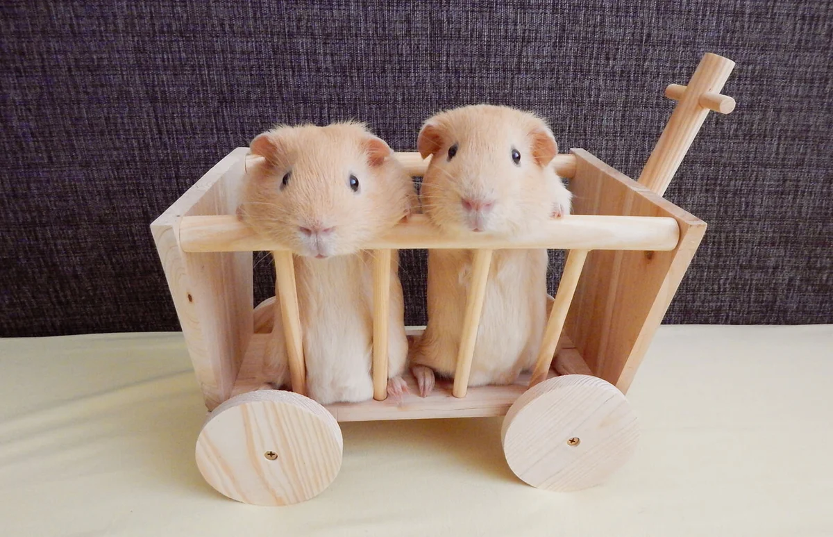 Portrait Of Guinea Pigs In Toy Cart