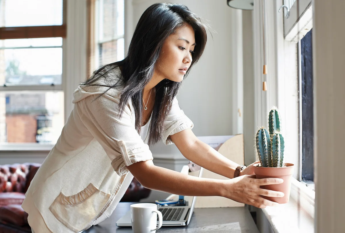 Young woman moving cactus plant to windowsill