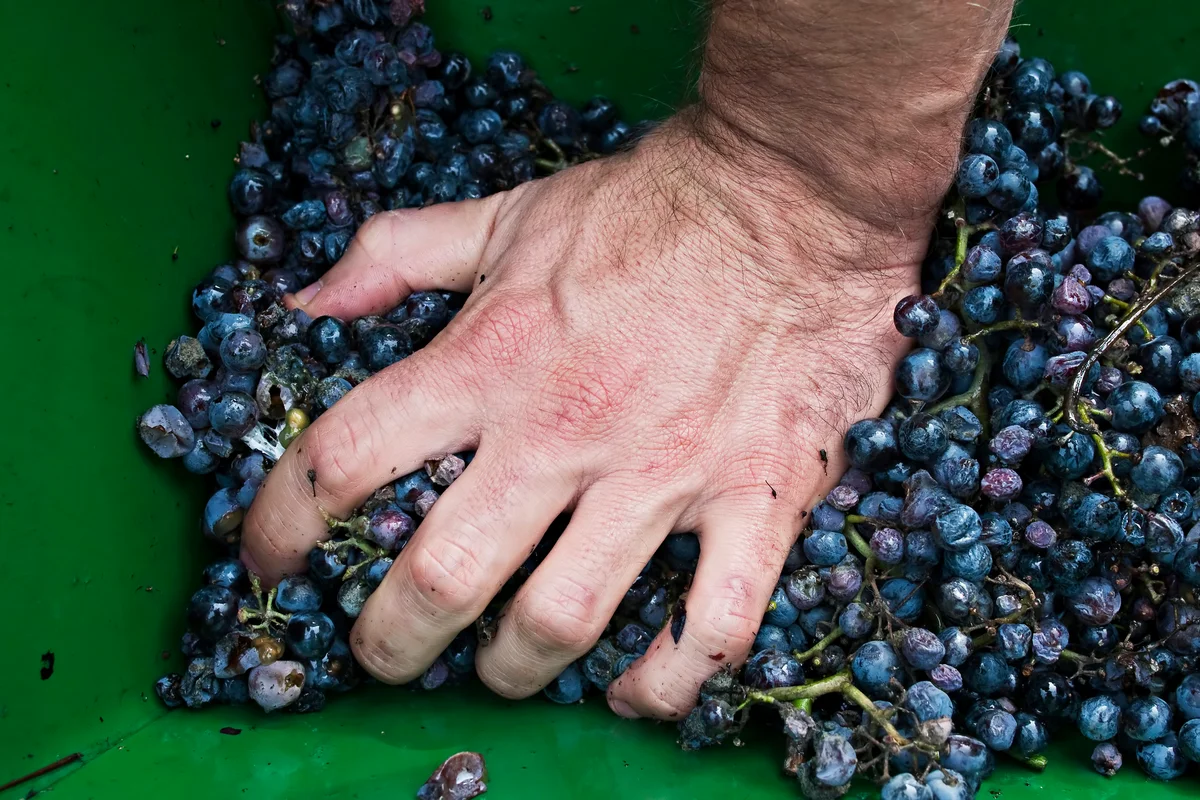 Man pressing grapes