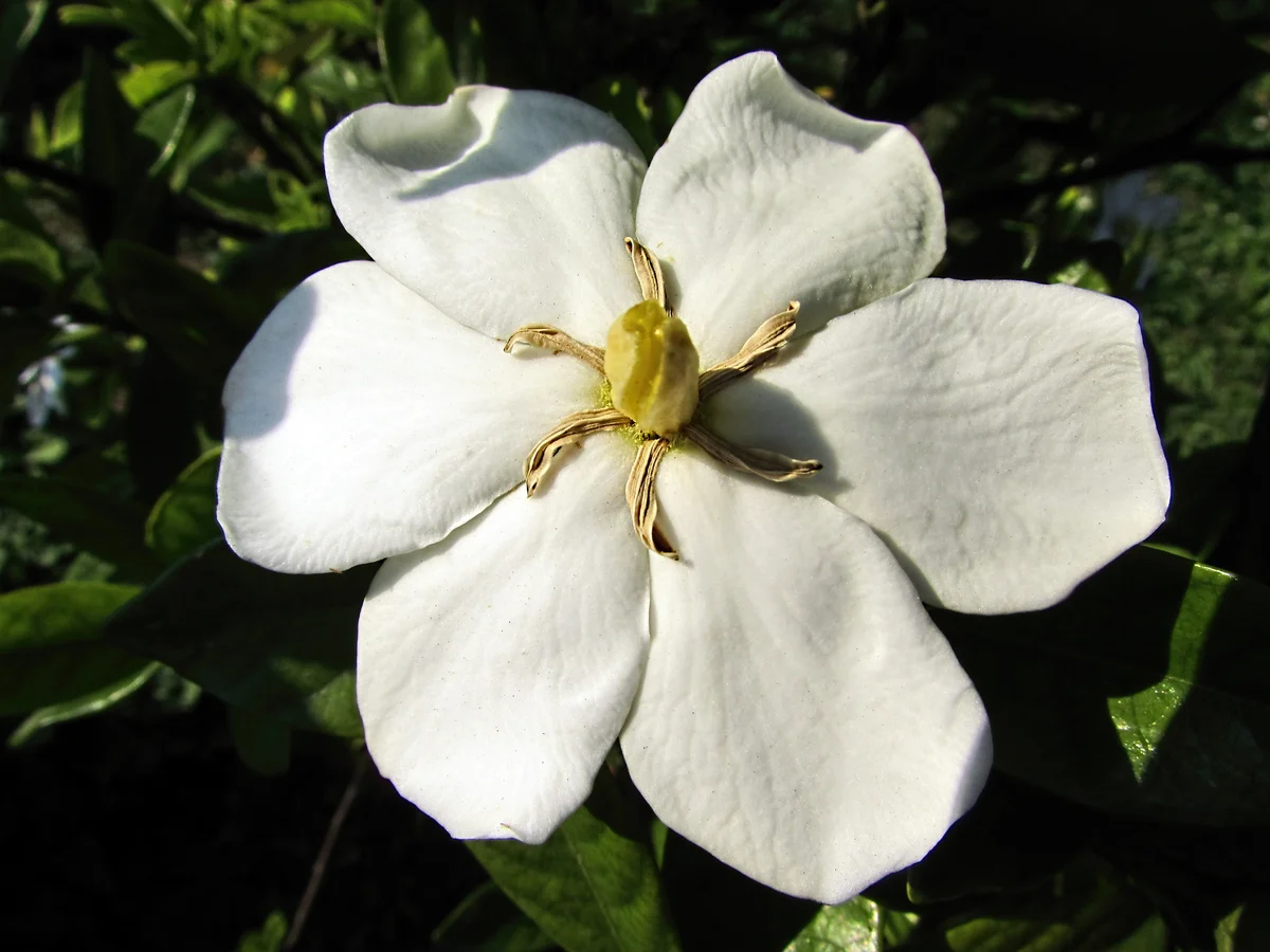 Gardenia thunbergia blossom